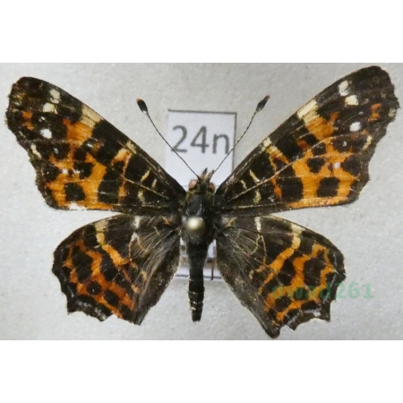 Araschnia levana (Linnaeus, 1758) male form Rusałka kratkowiec Poland24n